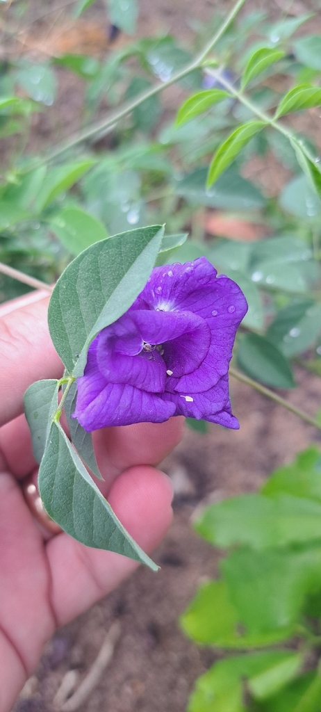 Clitoria ternatea – Clitoria ternatea