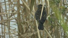 Agelaius phoeniceus
