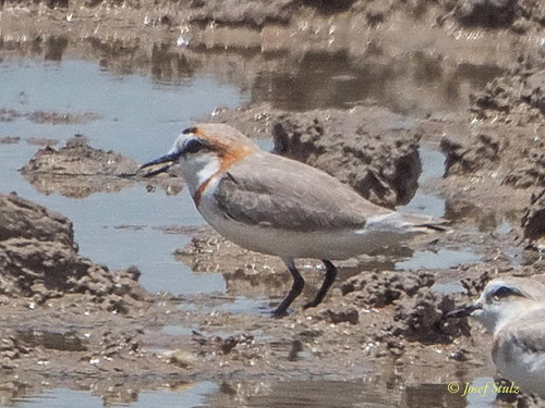 iNaturalist image