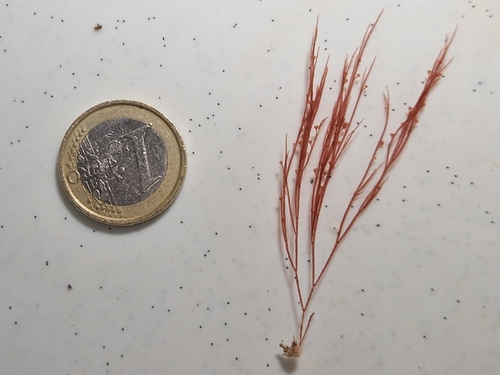 Halurus flosculosus, 2026-01-05