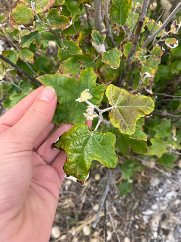 Silverleaf poplar