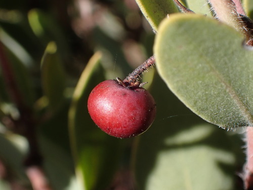 Eastwood's Manzanita fruiting