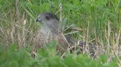 Accipiter cooperii
