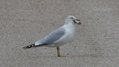 Larus delawarensis