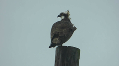 Pandion haliaetus