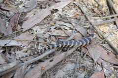 Cyclodomorphus gerrardii