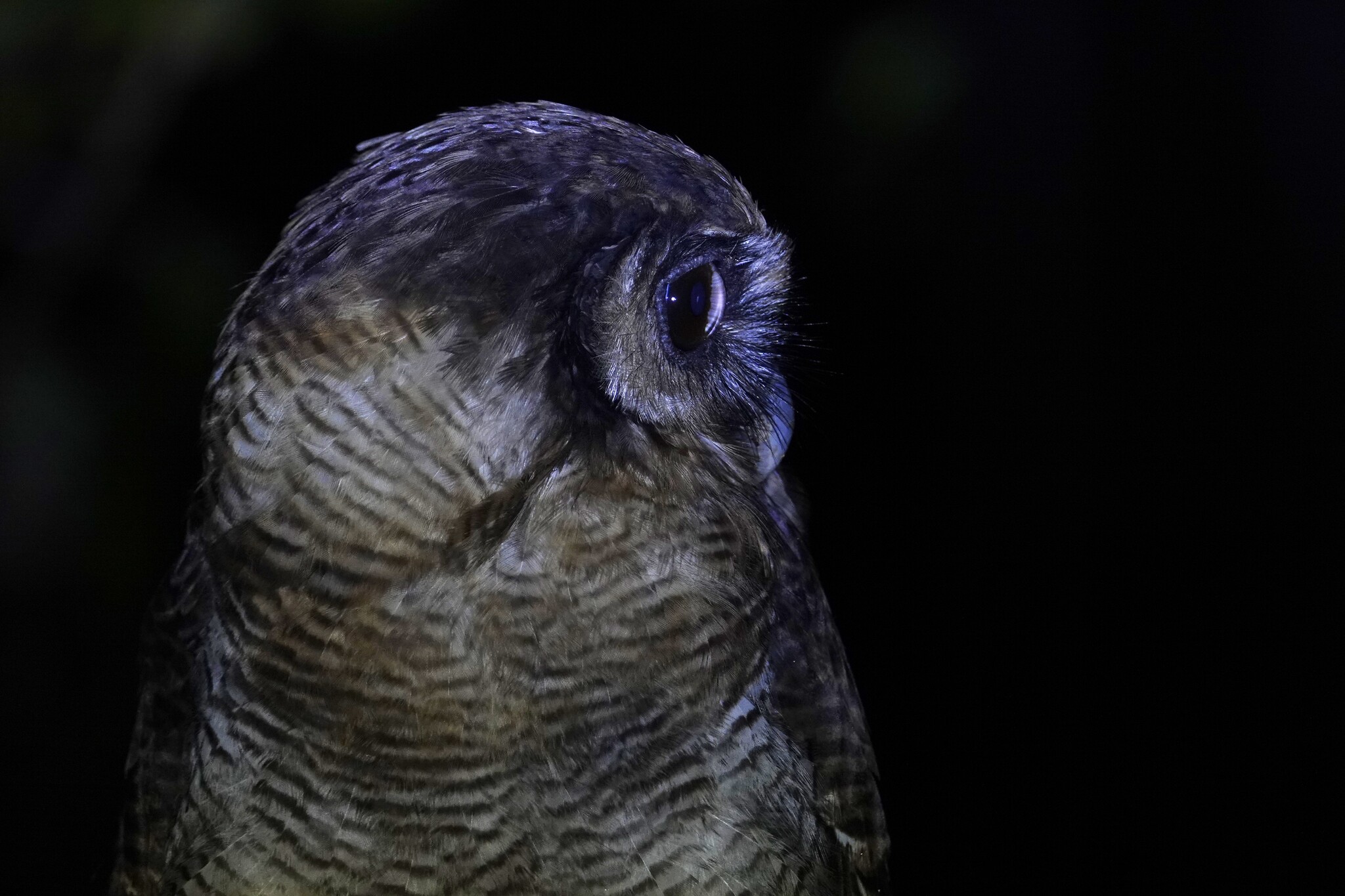 Brown Wood-Owl (Strix leptogrammica)