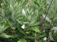 Coastal Mugwort (Artemisia suksdorfii)