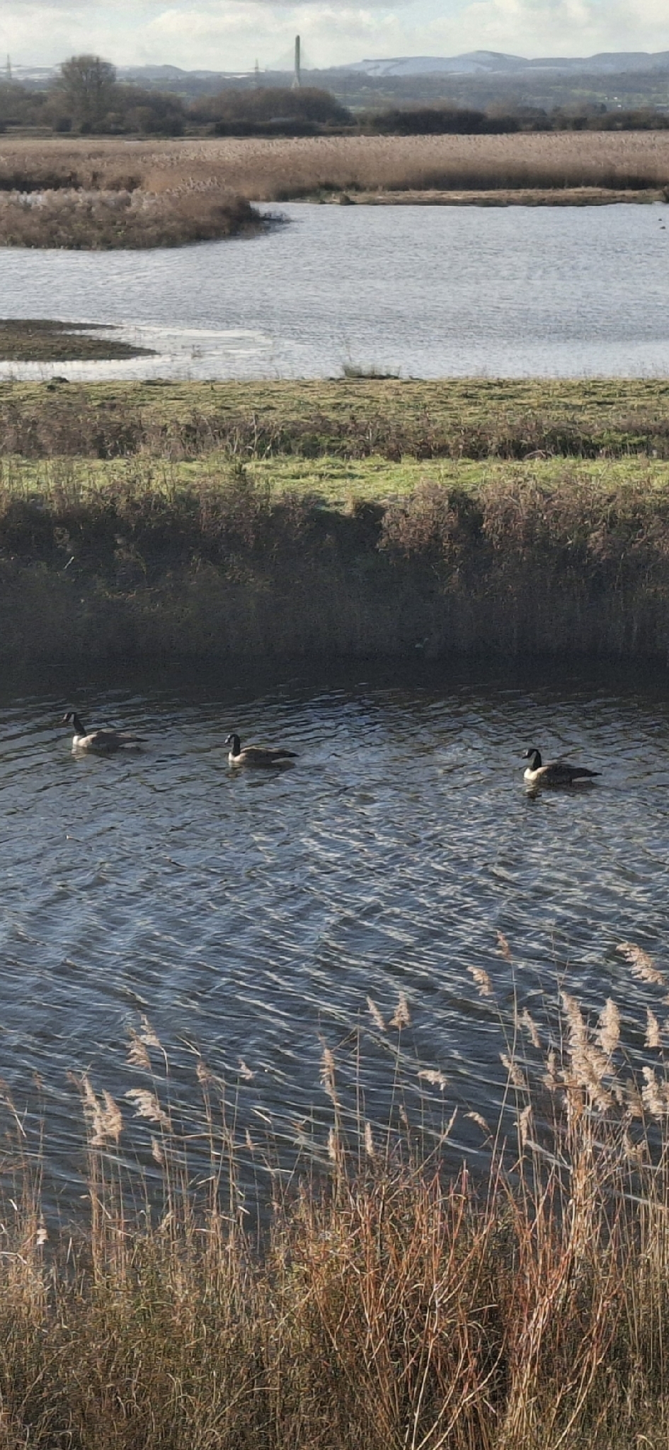Canada Goose (Branta canadensis), photo 1