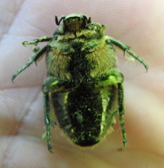Protaetia marmorata