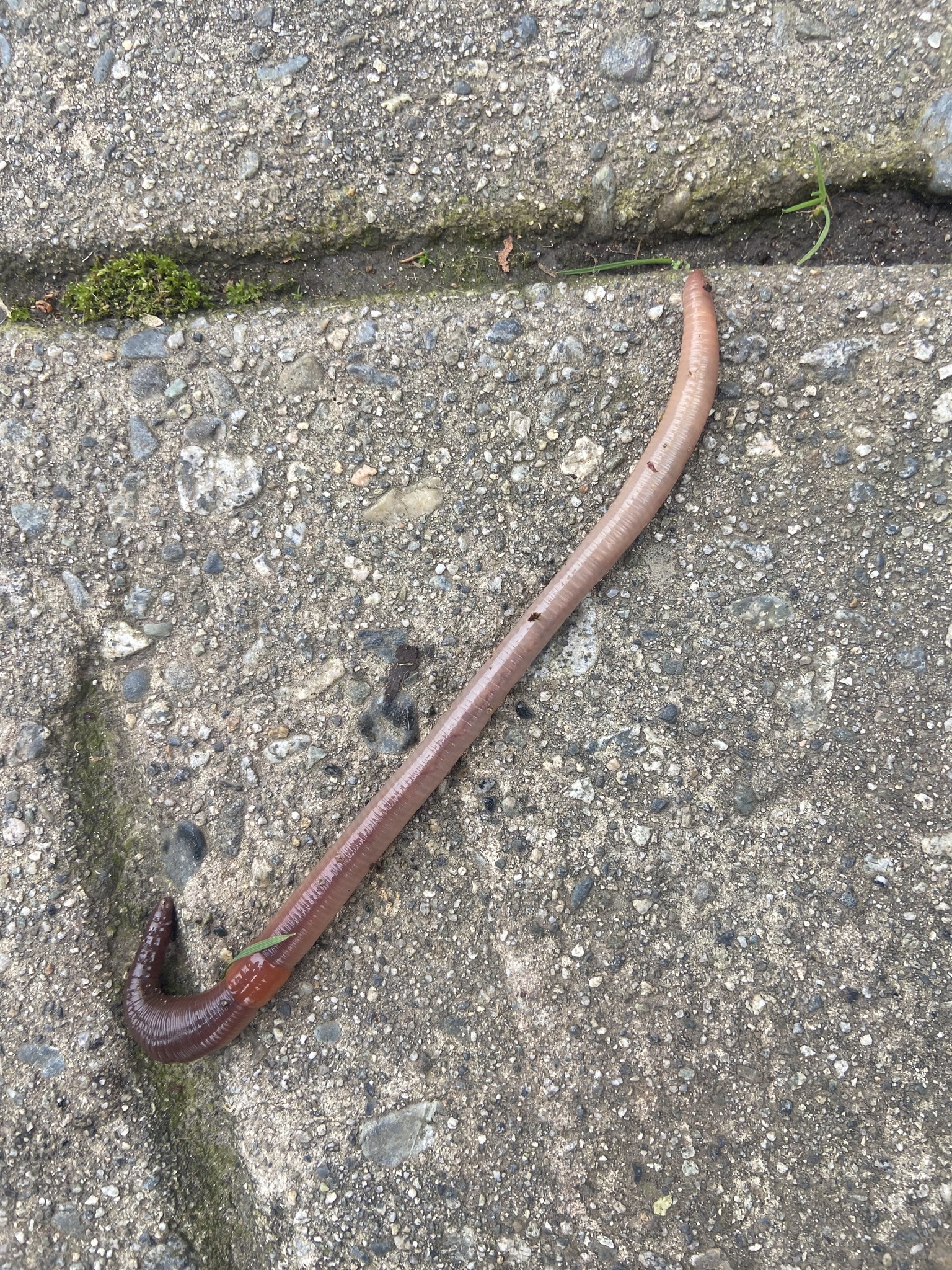 Lumbricus terrestris Linnaeus, 1758