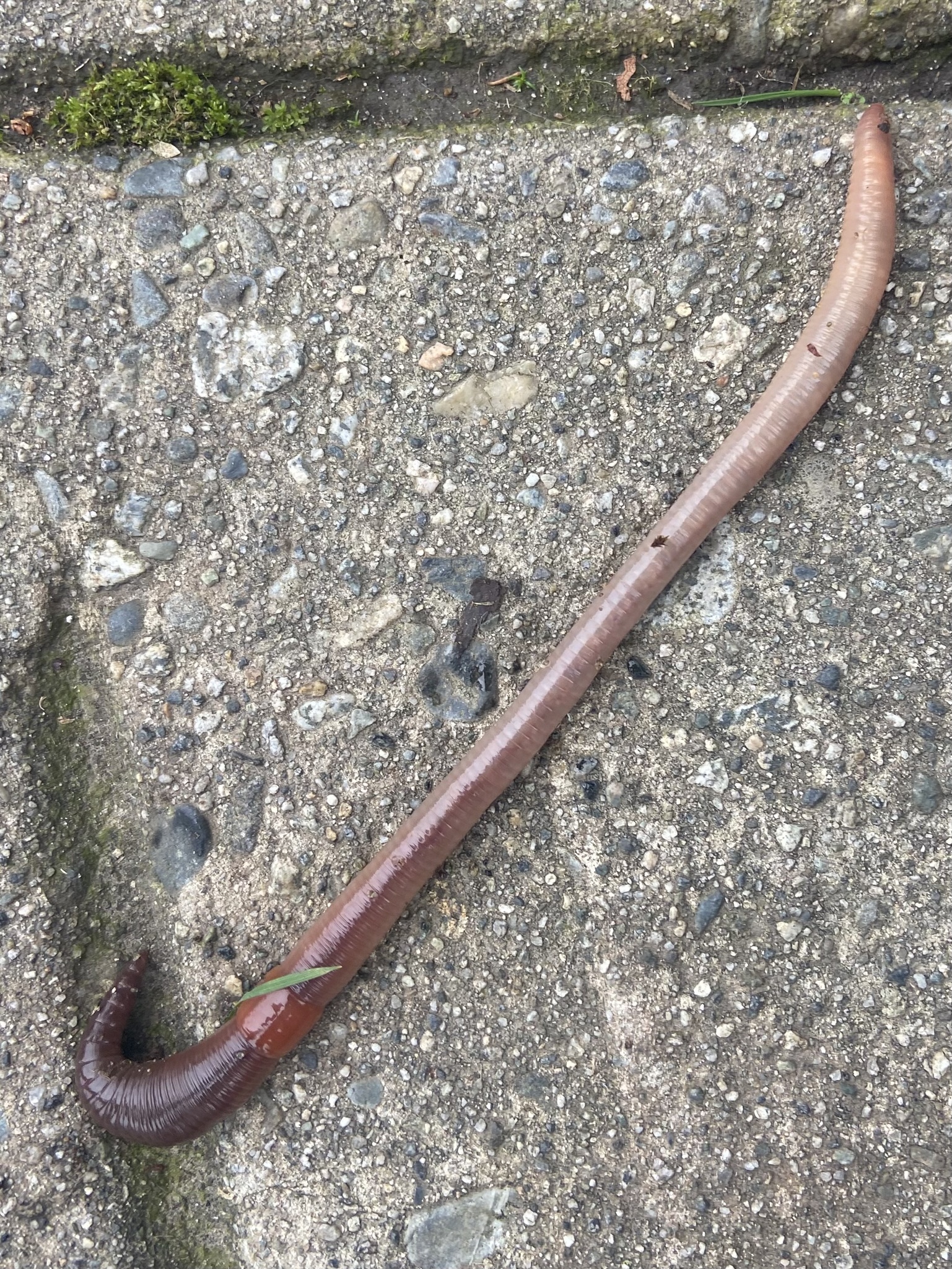 Lumbricus terrestris Linnaeus, 1758