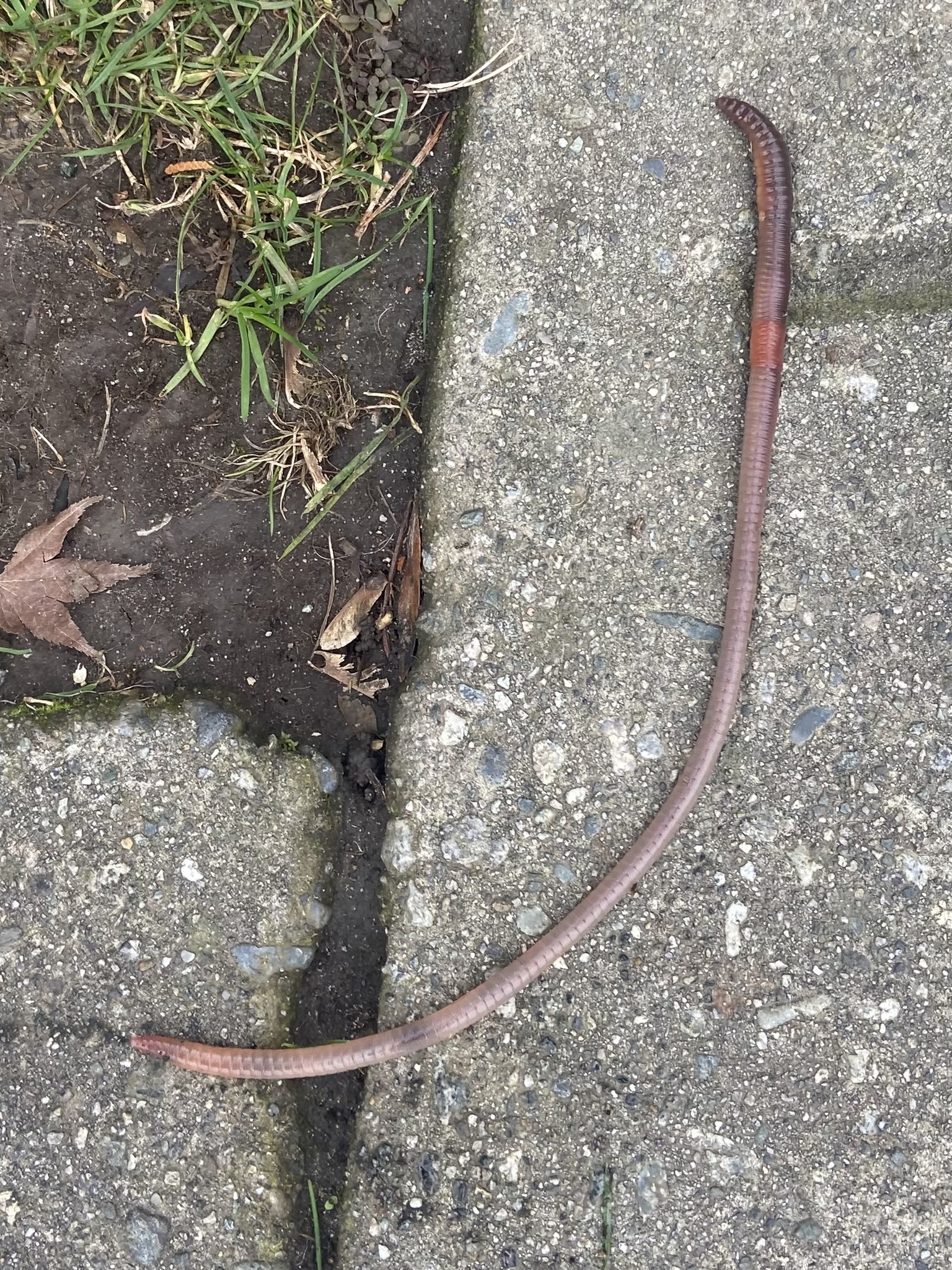 Lumbricus terrestris Linnaeus, 1758