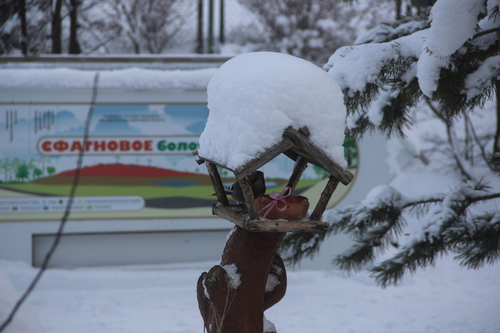 Eurasian Jay (Garrulus glandarius), photo 1