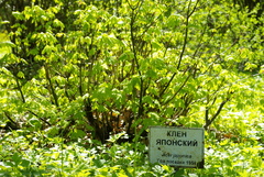 Acer japonicum