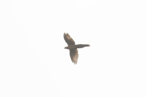 Barusan Cuckoo-Dove (Macropygia modiglianii), photo 4