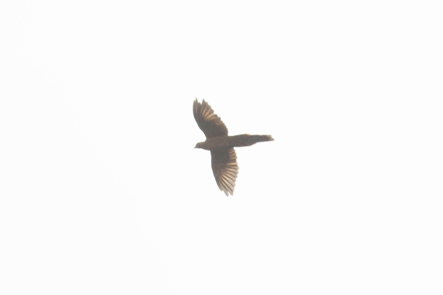 Barusan Cuckoo-Dove (Macropygia modiglianii), photo 1