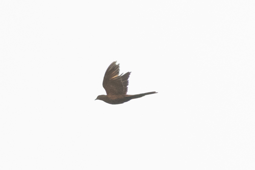 Barusan Cuckoo-Dove (Macropygia modiglianii), photo 2