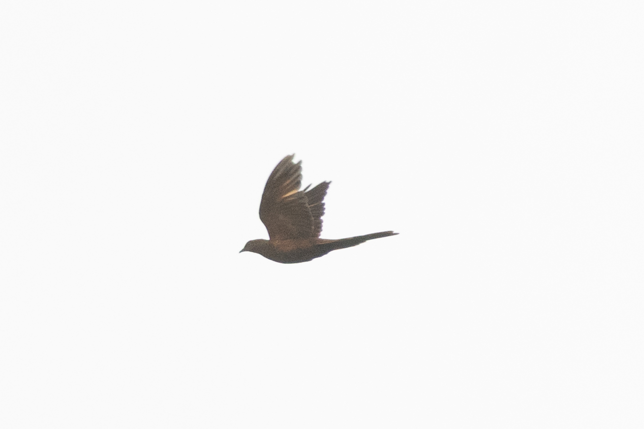 Barusan Cuckoo-Dove (Macropygia modiglianii), photo 2