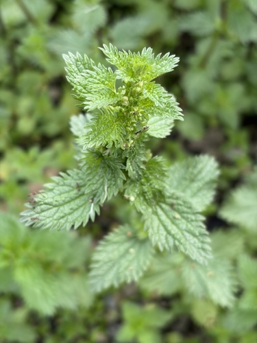iNaturalist observation photo of Dwarf Nettle