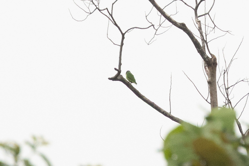 Simeulue Parrot (Psittinus abbotti), photo 9