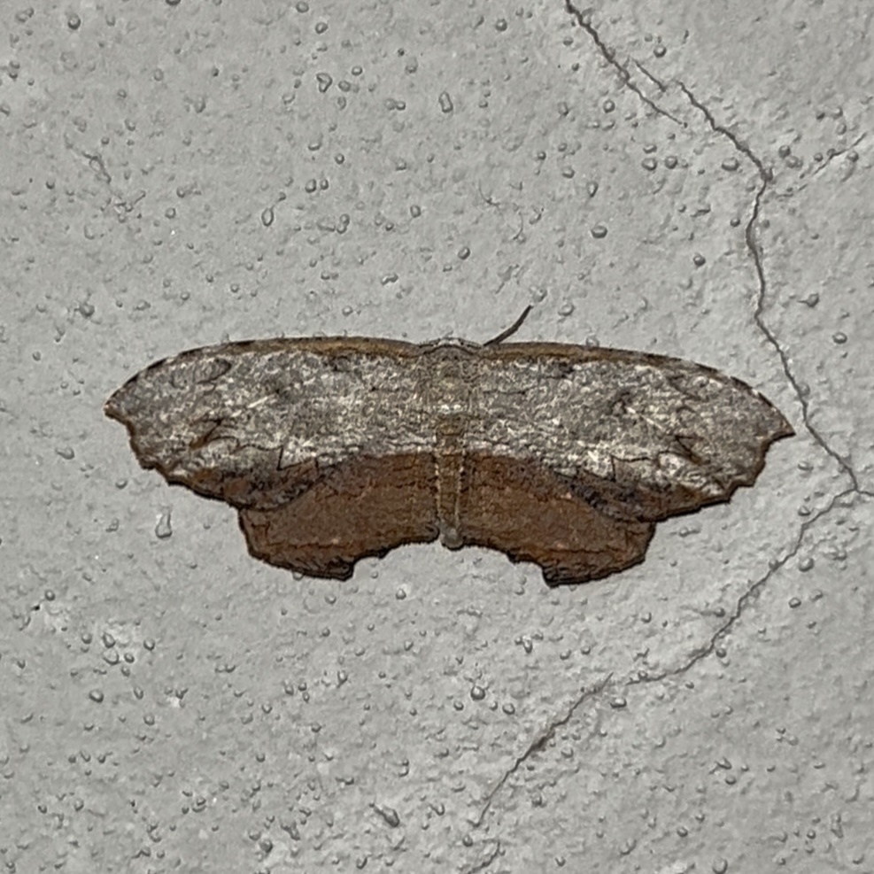 Schidax squammularia