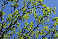 Phellodendron japonicum