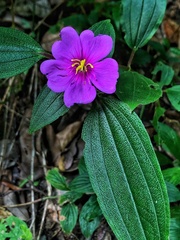 Heterotis rotundifolia