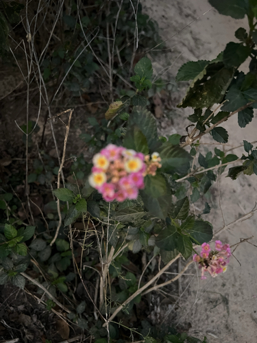 Foto de camará