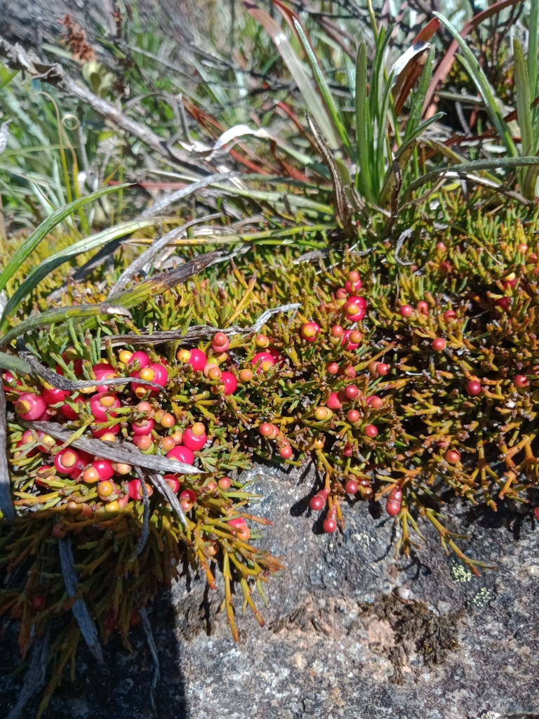 Exocarpos nanus