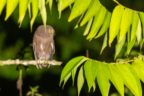 Simeulue Scops Owl (Otus umbra), photo 5