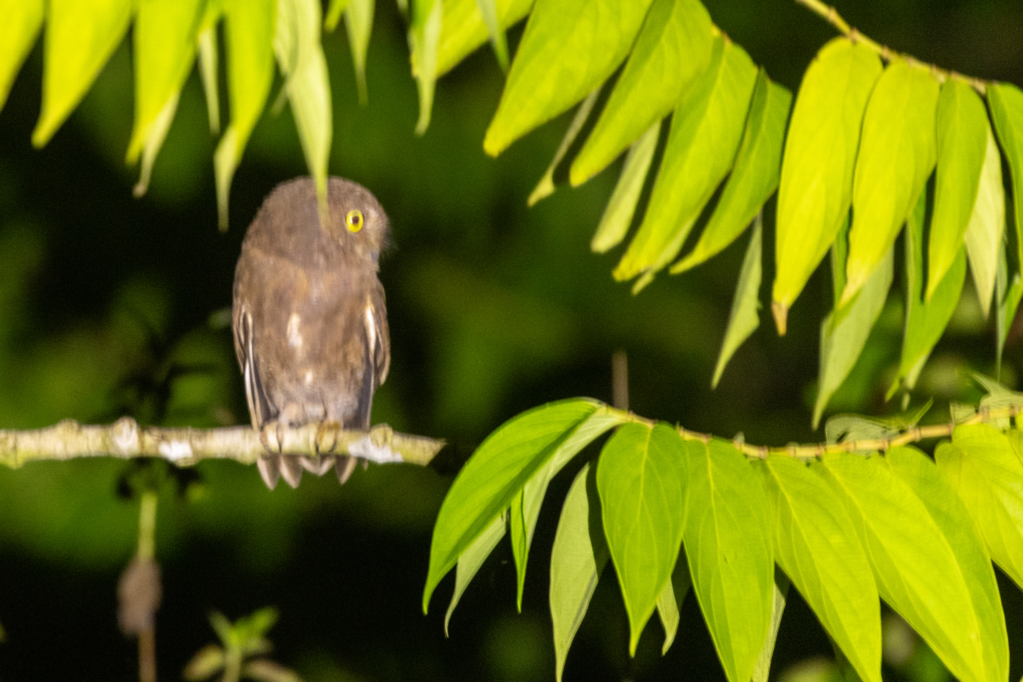 Simeulue Scops Owl (Otus umbra), photo 1