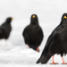 Choughs - Photo (c) Paolo Zucca, some rights reserved (CC BY), uploaded by Paolo Zucca