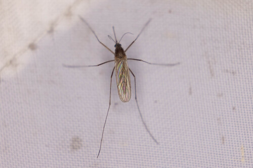 Unknown species found near Anderson Mill, Austin, TX 78750, USA