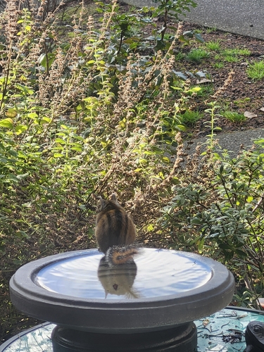 Townsend's Chipmunk observed by mossyfishes