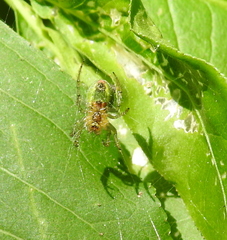 Araniella opisthographa