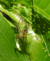 Araniella opisthographa