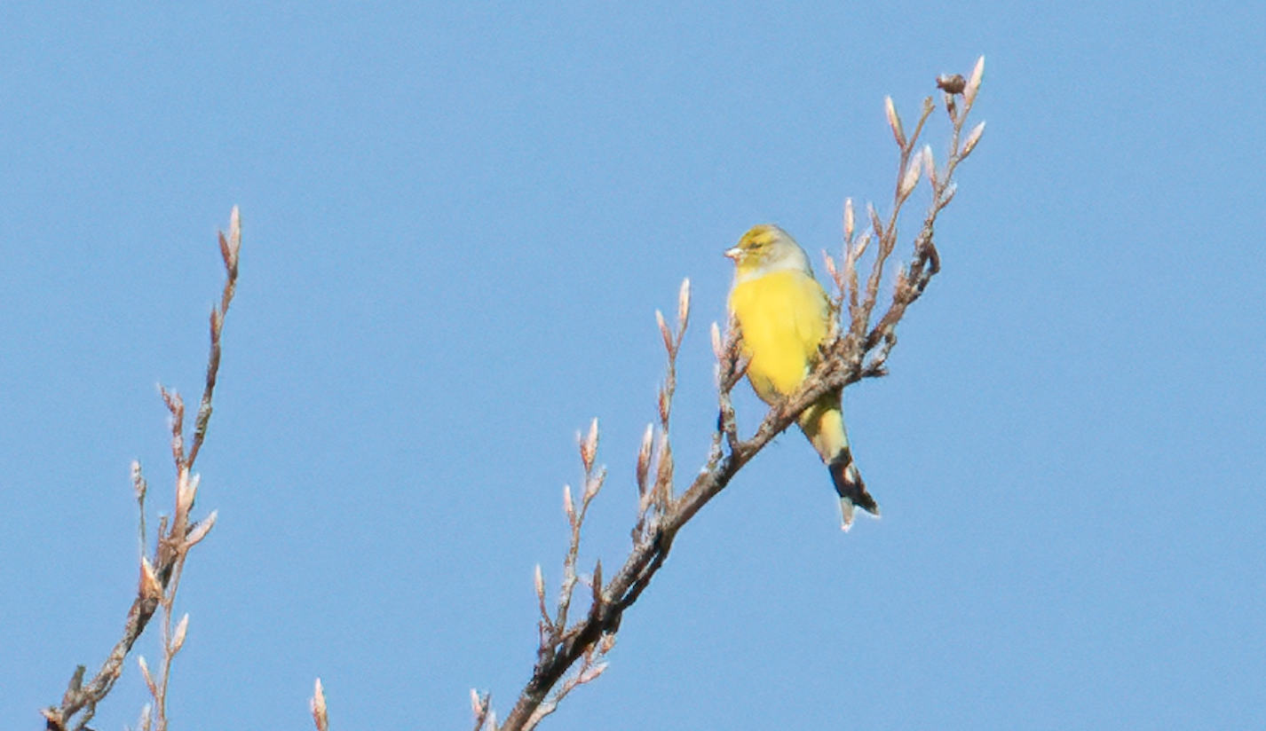 Citril Finch (Carduelis citrinella)
