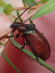 Ecnolagria rufescens
