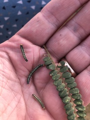 Uresiphita maorialis