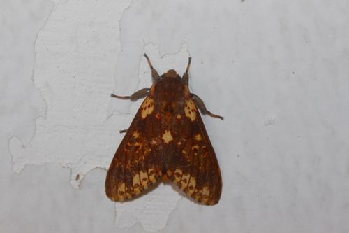 Symphlebia perflua