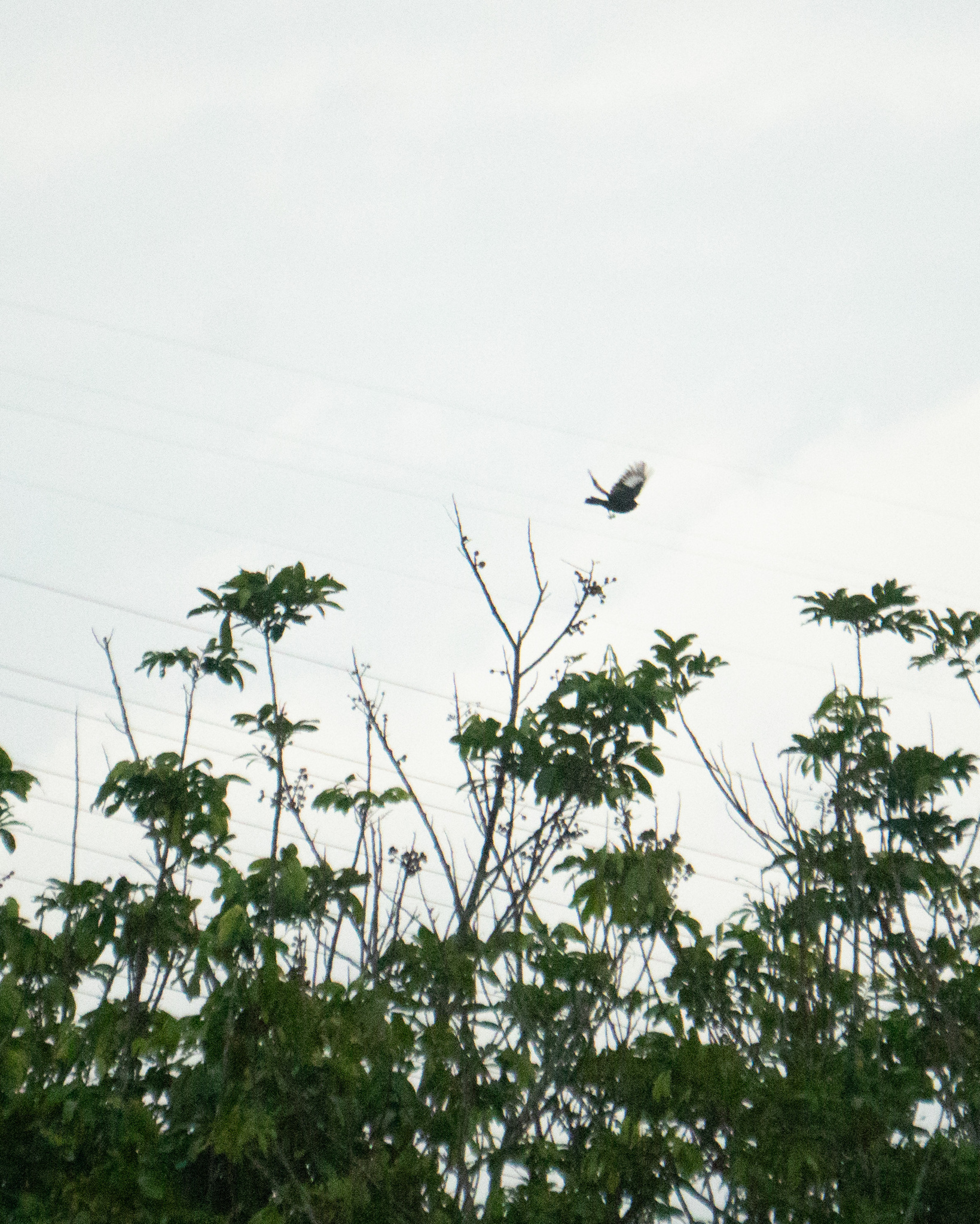 Crested Black Tyrant (Knipolegus lophotes), photo 1