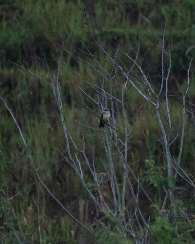 Tropical Kingbird (Tyrannus melancholicus), photo 4