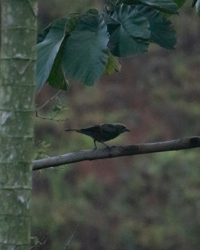 Palm Tanager (Thraupis palmarum), photo 5