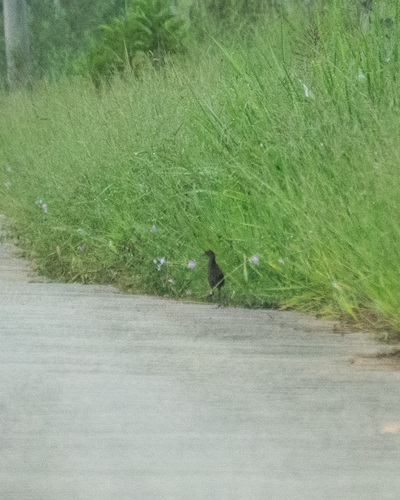 Ash-throated Crake (Mustelirallus albicollis), photo 5