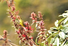 Phylloscopus xanthoschistos