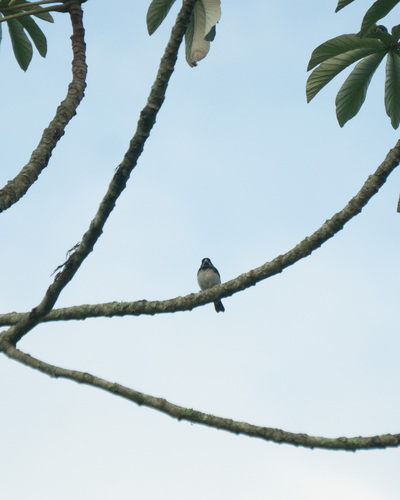 Double-collared Seedeater (Sporophila caerulescens), photo 3