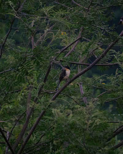 Black-capped Donacobius (Donacobius atricapilla), photo 1