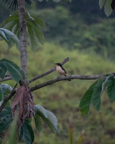 Black-capped Donacobius (Donacobius atricapilla), photo 2