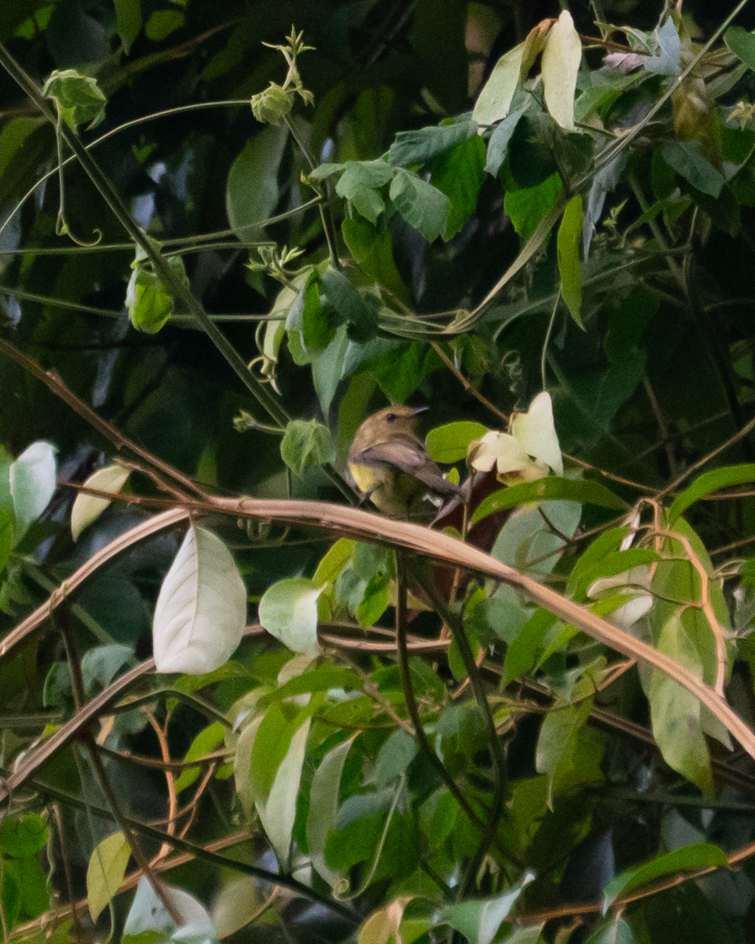 Yellow Tyrannulet (Capsiempis flaveola), photo 2